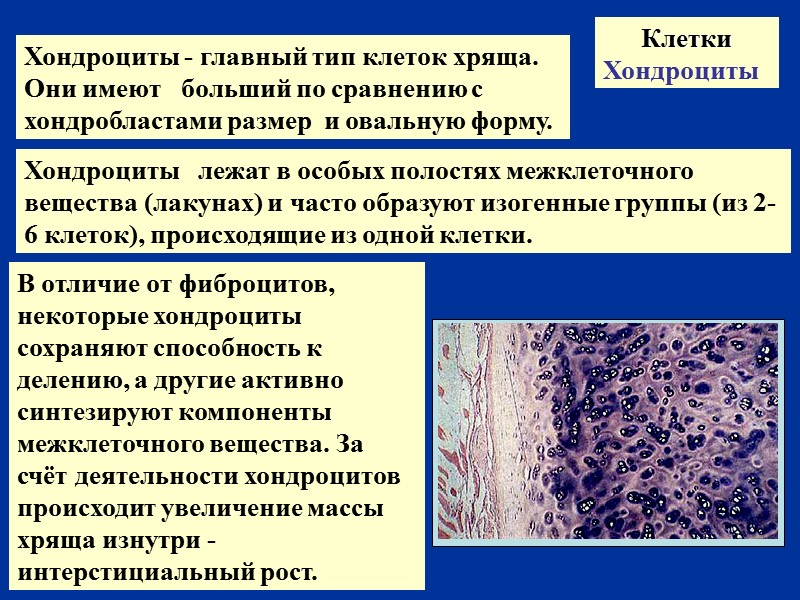 Клетки Хондроциты   Хондроциты - главный тип клеток хряща.  Они имеют 